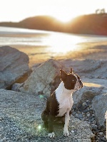 Étalon Boston Terrier - Boston Attitude Radegonde dites dragounette