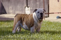 Étalon Bulldog Anglais - Oki-doki britcherst dog