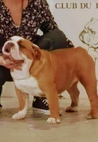 Étalon Bulldog Anglais - Onolulu Stocky Family