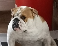Étalon Bulldog Anglais - Mystic Legend Meg
