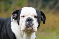 Étalon Bulldog continental - smartbulldox Bayla