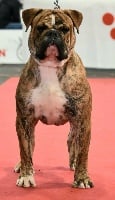 Étalon Bulldog continental - Pasha Vom Weinberges Der Hunde