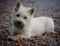 Étalon Cairn Terrier - Penelope des vents d'océan