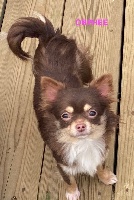 Étalon Chihuahua - Orphee (Sans Affixe)
