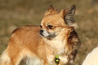 Étalon Chihuahua - Dollhouse Litchi