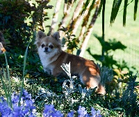 Étalon Chihuahua - Louna d'Acca Larentia