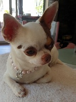 Étalon Chihuahua - Opale Des Petits Diamants Précieux