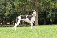 Étalon Greyhound - christcile's Miss marple