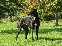 Étalon Greyhound - Némésis Des dames du lac