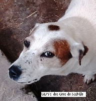 Étalon Jack Russell Terrier - CH. Gipsy des Gres de Malleville