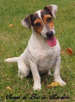 Étalon Jack Russell Terrier - Oumpa du bois de Morchène