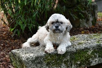 Étalon Lhassa Apso - Lol de dame nature