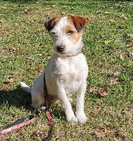 Étalon Parson Russell Terrier - Picola pom del gipsylaguloup (Sans Affixe)