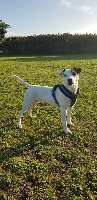 Étalon Parson Russell Terrier - Maddy of jack and co.