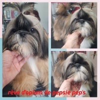 Étalon Shih Tzu - Rêve d'opium De Pepsie Pep's