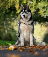 Étalon Siberian Husky - Rock'n'roll Des Petits Loups Polaires