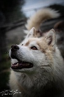 Étalon Siberian Husky - Guess Des Louves Des Plaines De L'Est