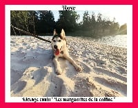 Étalon Siberian Husky - Rose (Sans Affixe)
