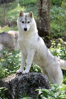 Étalon Siberian Husky - Ultimate glory sniego sunys