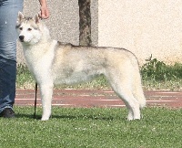 Étalon Siberian Husky - Fatal demon Of Wolf Siberian Song