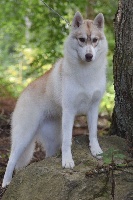 Étalon Siberian Husky - Run to the hills dite freya The Land Of Wolves