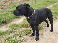 Étalon Staffordshire Bull Terrier - Stafficionados Pippa