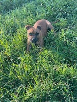 Étalon Staffordshire Bull Terrier - Rita du domaine de keroual