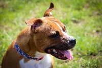 Étalon Staffordshire Bull Terrier - Love Is Blind Pacific girl