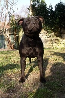 Étalon Staffordshire Bull Terrier - Ouloulou bim bam bum Del Clan De Los Diablos