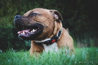 Étalon Staffordshire Bull Terrier - Love Is Blind Peace and love