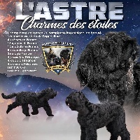 Étalon Terrier noir - CH. L'astre Charme Des Etoiles
