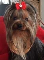 Étalon Yorkshire Terrier - Nina de l'Eden Royal