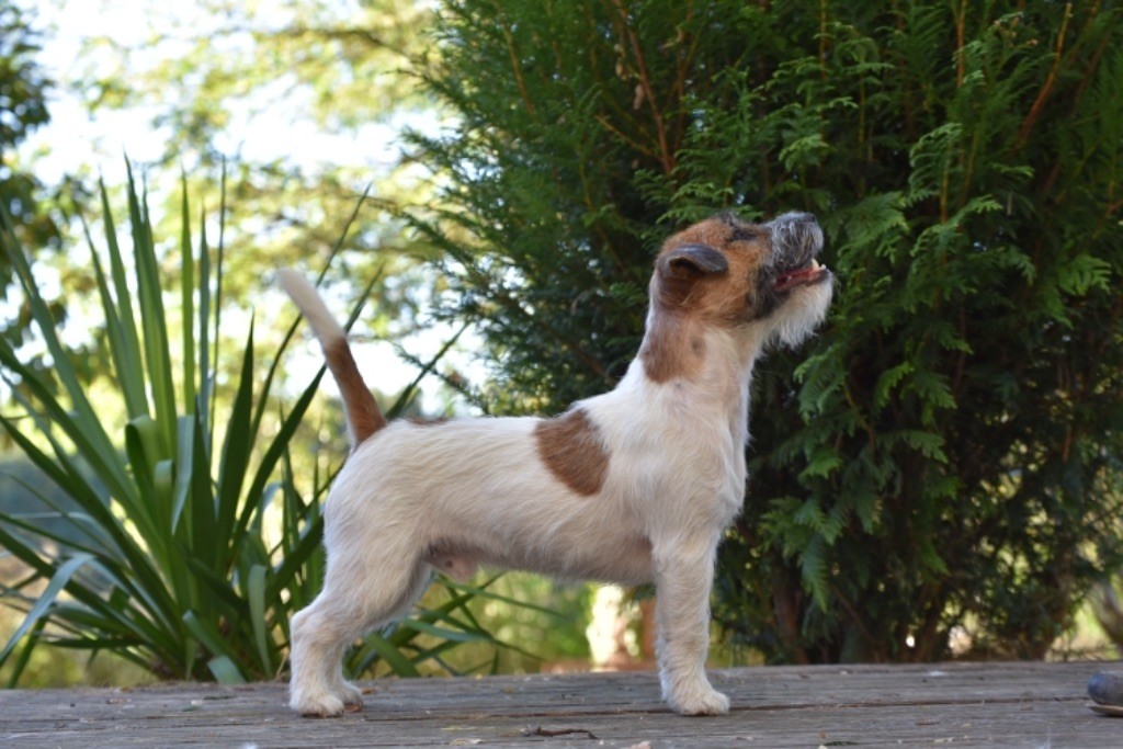 Jack Russell Terrier - CH. best jack Fifty cent