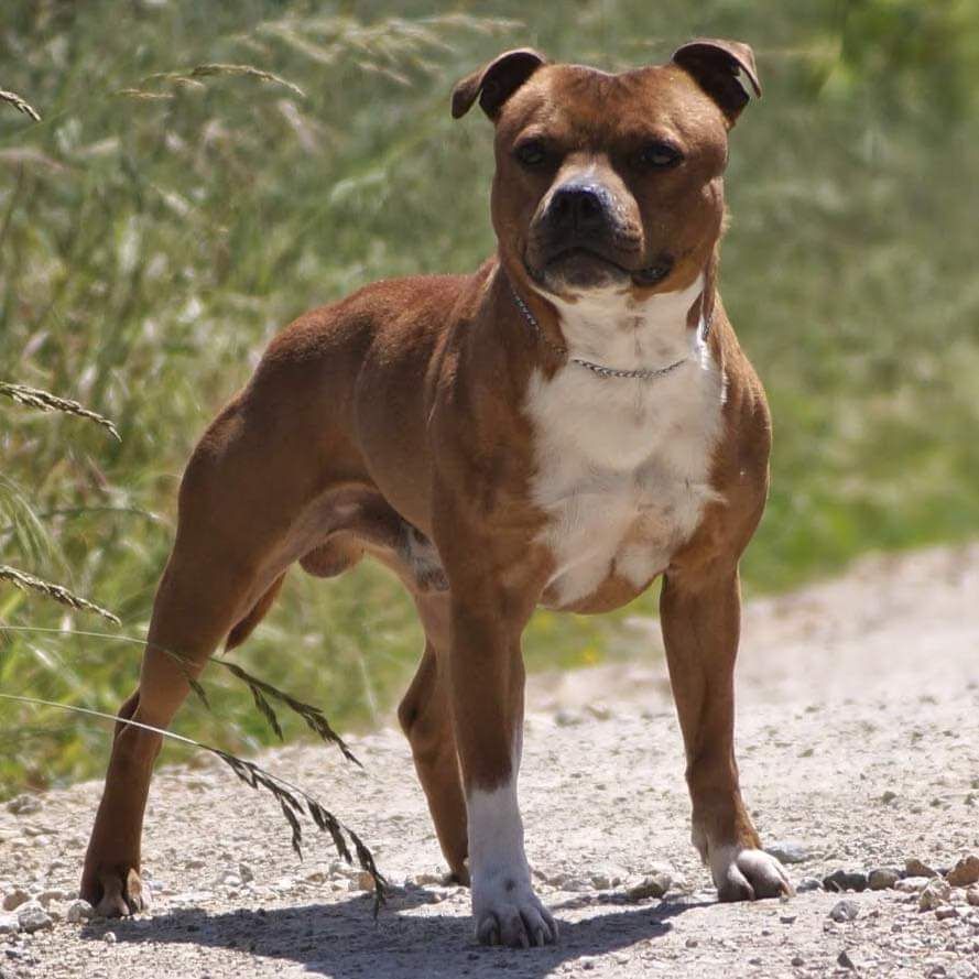 hot king staff I'ts not a joke chien de race toutes races en tous ...