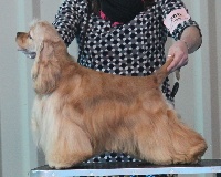 Étalon American Cocker Spaniel - CH. Dream Of Best In Show Now i know