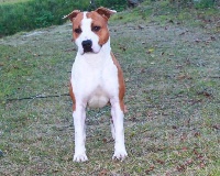 Étalon American Staffordshire Terrier - Pipa Of Miss And You