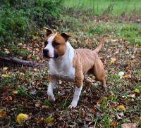 Étalon American Staffordshire Terrier - Winkut's Niggan blood