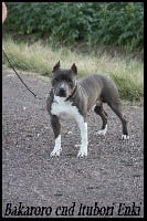 Étalon American Staffordshire Terrier - Bakaroro end itubori Enki