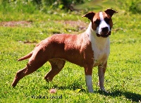 Étalon American Staffordshire Terrier - Winkut's Pearl of you
