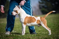 Étalon American Staffordshire Terrier - CH. staff o class J'adore