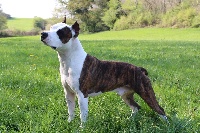 Étalon American Staffordshire Terrier - CH. Winkut's I buddy longway
