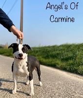 Étalon American Staffordshire Terrier - Oh little thing de Angel's of Carmine