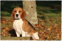 Étalon Beagle - Prince harry du clos du bonheur
