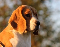 Étalon Beagle - Providence Des Chasseurs Du Temps