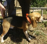 Étalon Beagle - Popeye De L'Echo Du Touat