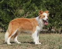 Étalon Border Collie - Qrtz impérial gold at The Border Inn