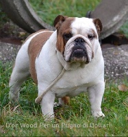 Étalon Bulldog Anglais - CH. D'Or Wood Per un pugno di dollari