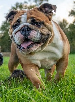 Étalon Bulldog Anglais - O pavlova du domaine de Cateline