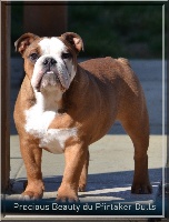 Étalon Bulldog Anglais - Precious beauty du Pfirtaker Bulls