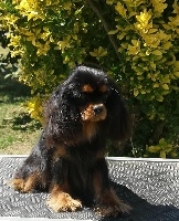 Étalon Cavalier King Charles Spaniel - Shine Ever Poupée barbie